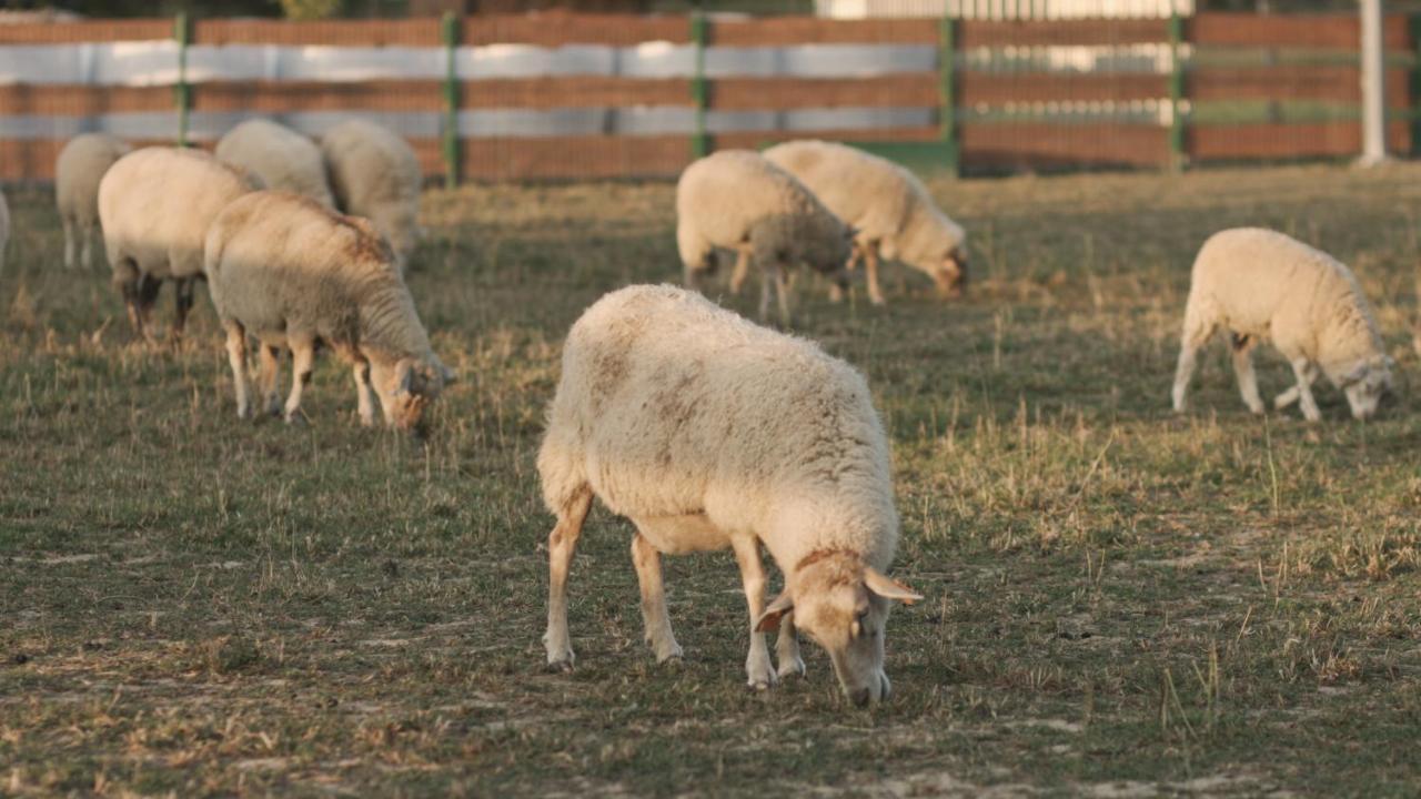 Tatarska Zagroda - Agroturystyka Dolina Baryczy Noclegi - Domek Jelonek Krosnice 외부 사진